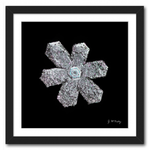 Broad Branch with Rime